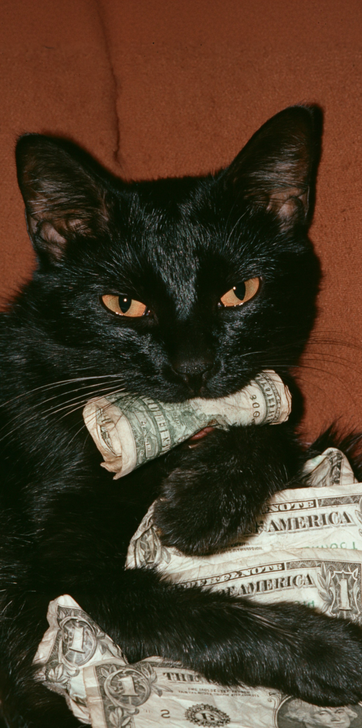 Money loves me 03 wallpaper preview